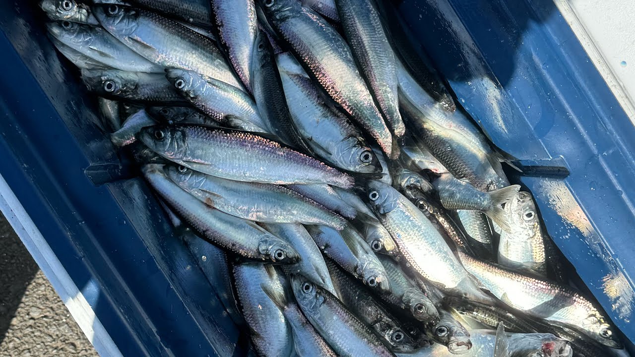 OREGON COAST HERRING FISHING!!! YouTube