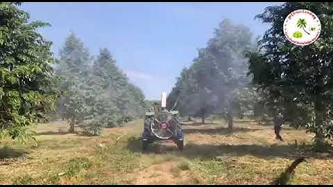 Spraying durian plantation||Durian Tree Cultivation Technique to Fast Harvest