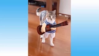 Best Of Fail Part 2 Dogs Cats Animals Adorable Cute Non Stop Laughing