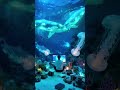 Water and fish#337 #3danimation #337 hov to upload video on YouTube