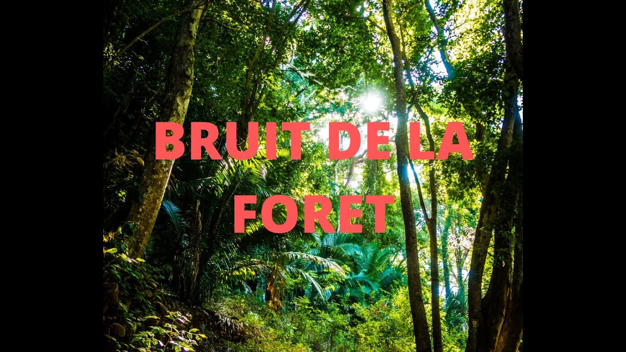 Bruit de la forêt relaxation - Sons naturels / Son de la nature et