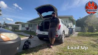 Kona 8Mo Mini Australian || Before & After Training || Board & Train || OffLeash K9 of Sarasota by OLK9 Training Sarasota 34 views 4 months ago 7 minutes, 22 seconds