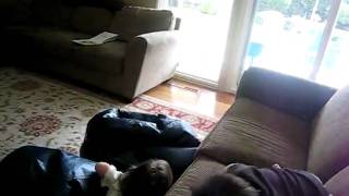 Couch jumping with Quinn