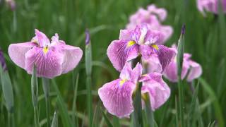 花・春から夏へ　花菖蒲