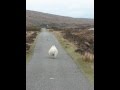 Hebridean vosa checkpoint 