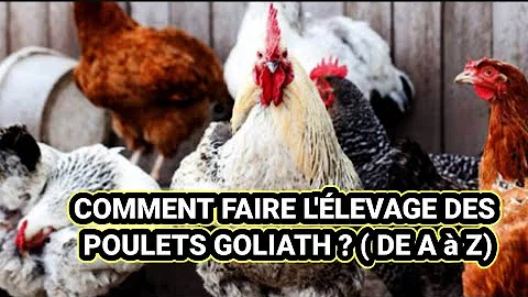 Comment obtenir des poulets Goliath