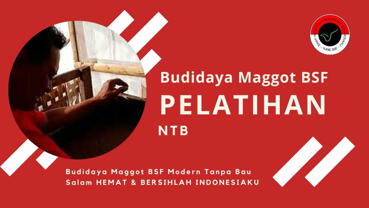 Budidaya Maggot BSF Dompu (Solusi Sampah Dompu) 