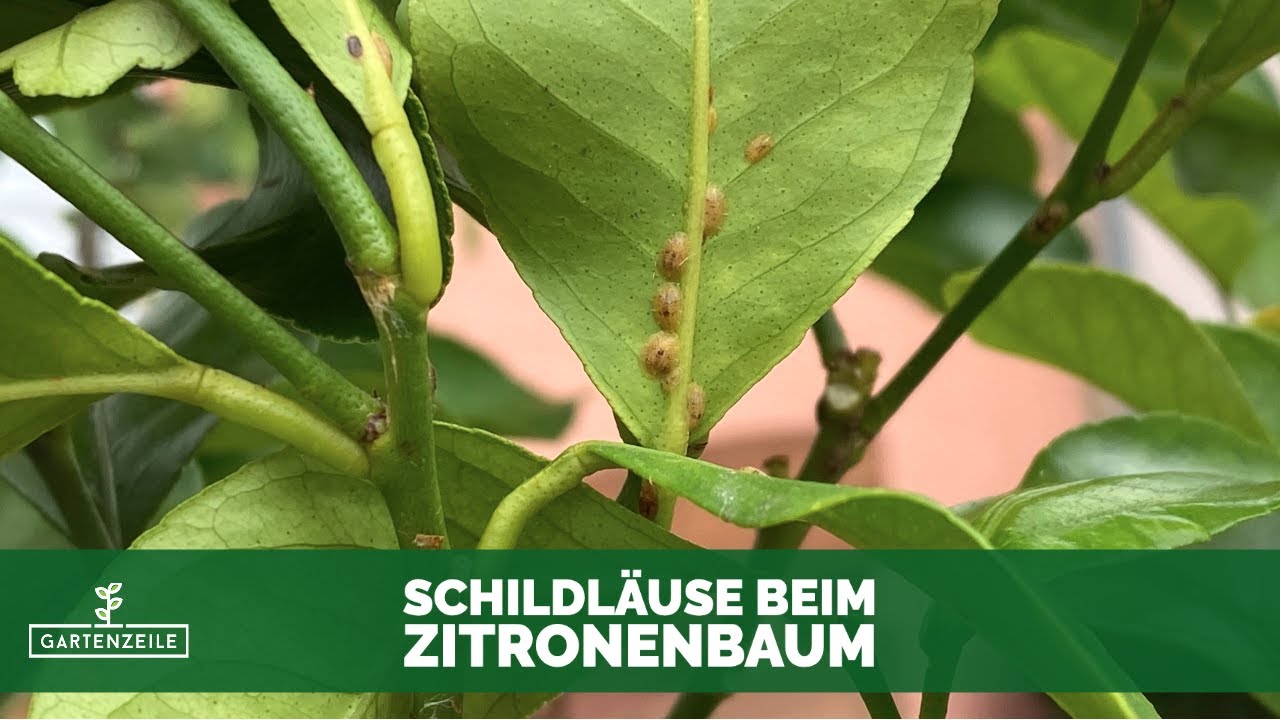 Schildluse beim Zitronenbaum natrlich bekmpfen! Super Hausmittel gegen  Blattluse!