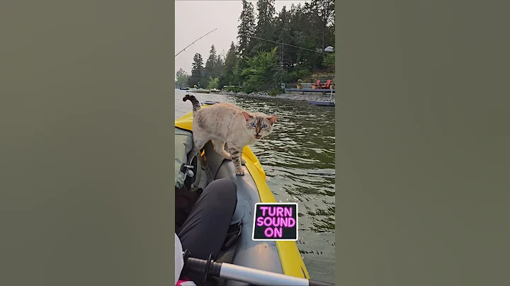 Video 10867981: bengal cat pets animals, bengal pets cats cute, rare bengal cat, funny lovely bengal cats, bengal cat happy, bengal cat eyes, blue bengal cat, cat loves fish