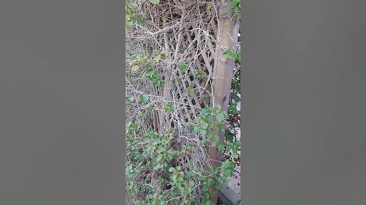 trellis repair LB