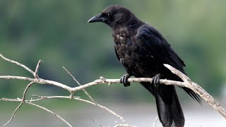 @BMSFEELINGCOOL Sound of Crows, crow - sound effect, bird songs, Bird Songs sound effects screenshot 4