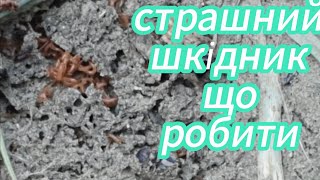 картинка: Такого ви ще небачили. Гидотний шкідник. 