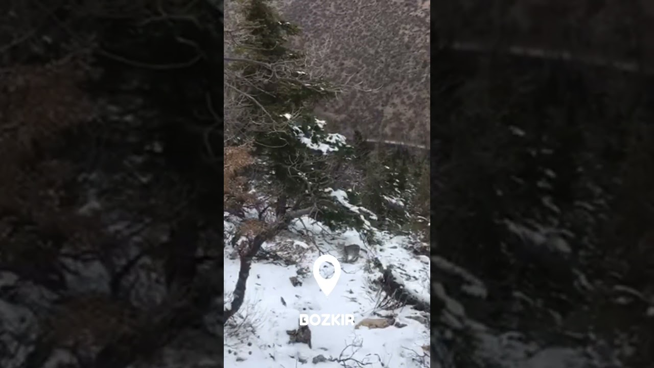 Bozkırın sevimli Vaşak ailesi ekranlara yansıdı. 🐈😼Uzun zamandır bölgede keretalar. 