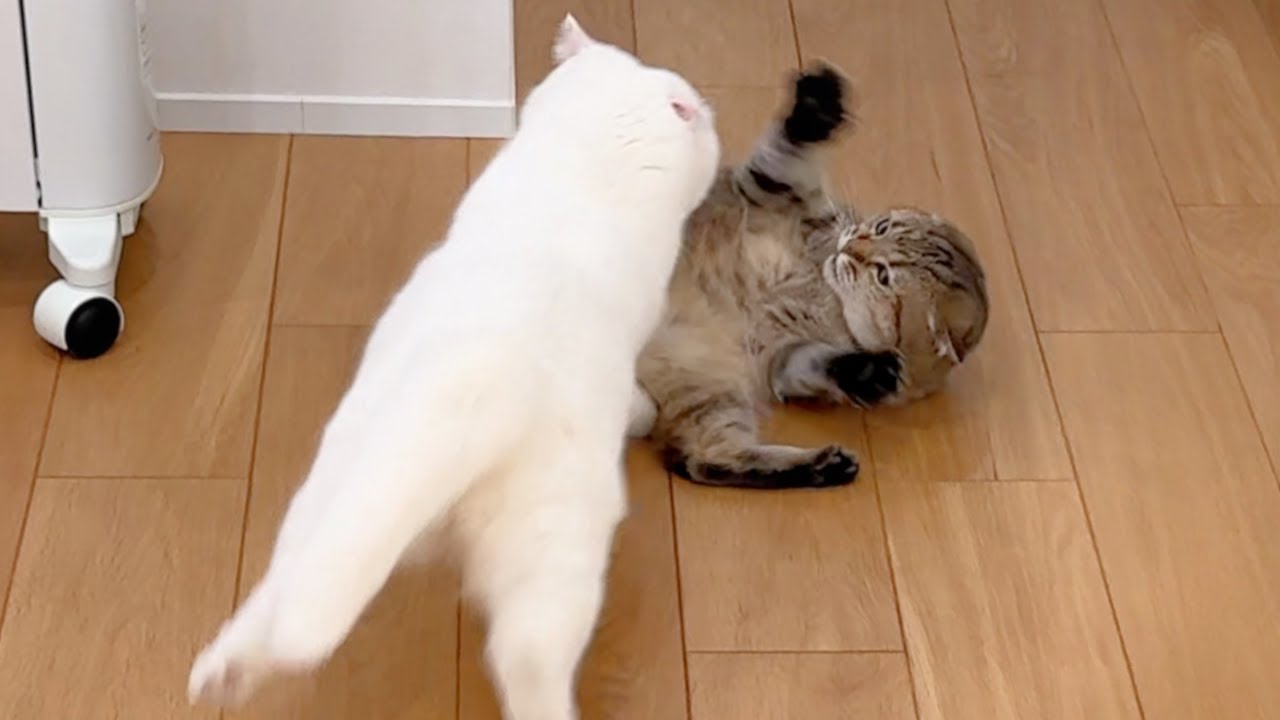 When the cat finally reached her limit…! - YouTube