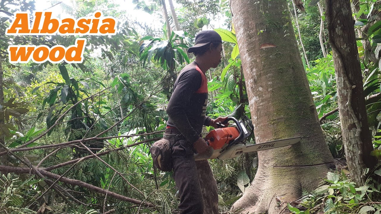 wood cutting machine Stihl ms 382 and old machine stihl ms 070