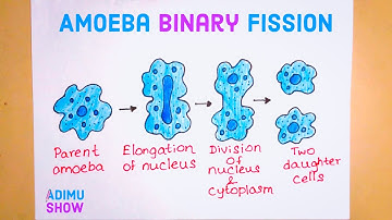 How To Draw Binary Fission In Amoeba