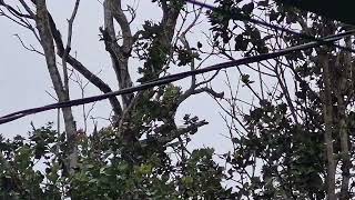 Wet Java Finch in the rain