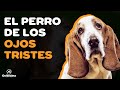 9 COSAS QUE DEBES SABER SOBRE EL BASSET HOUND の動画、YouTube動画。