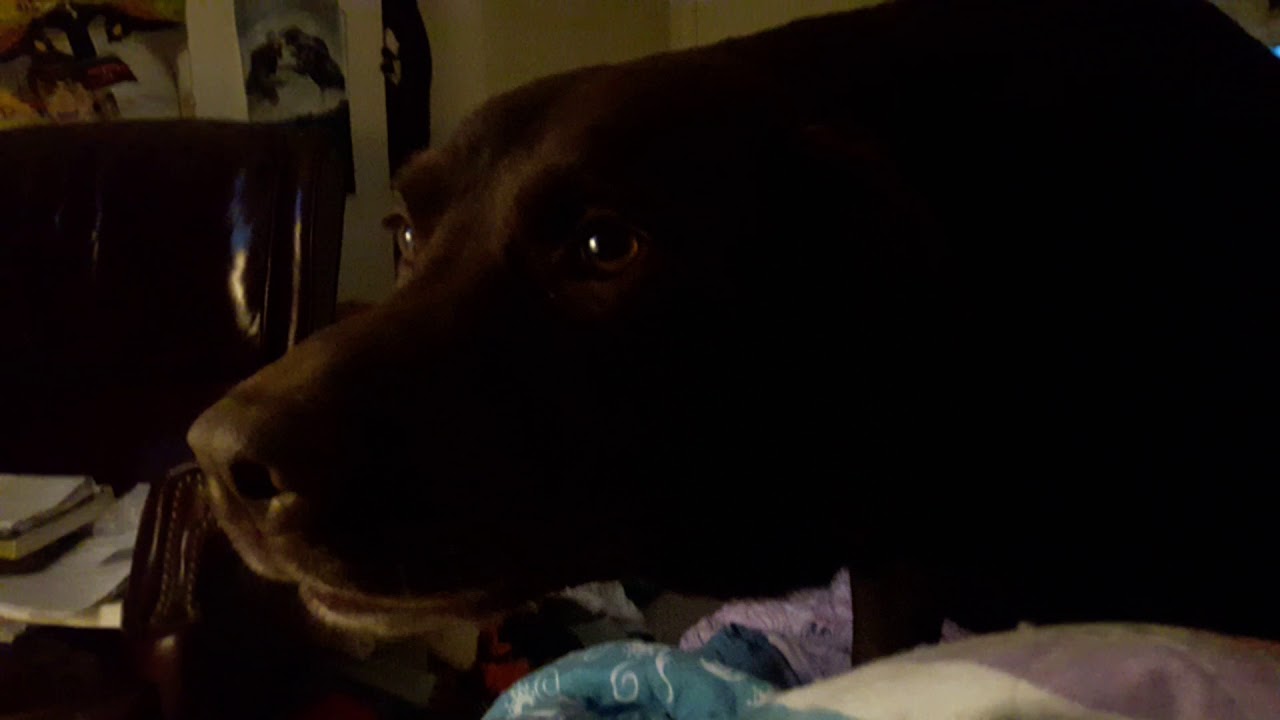 Labrador Throws a Temper Tantrum YouTube