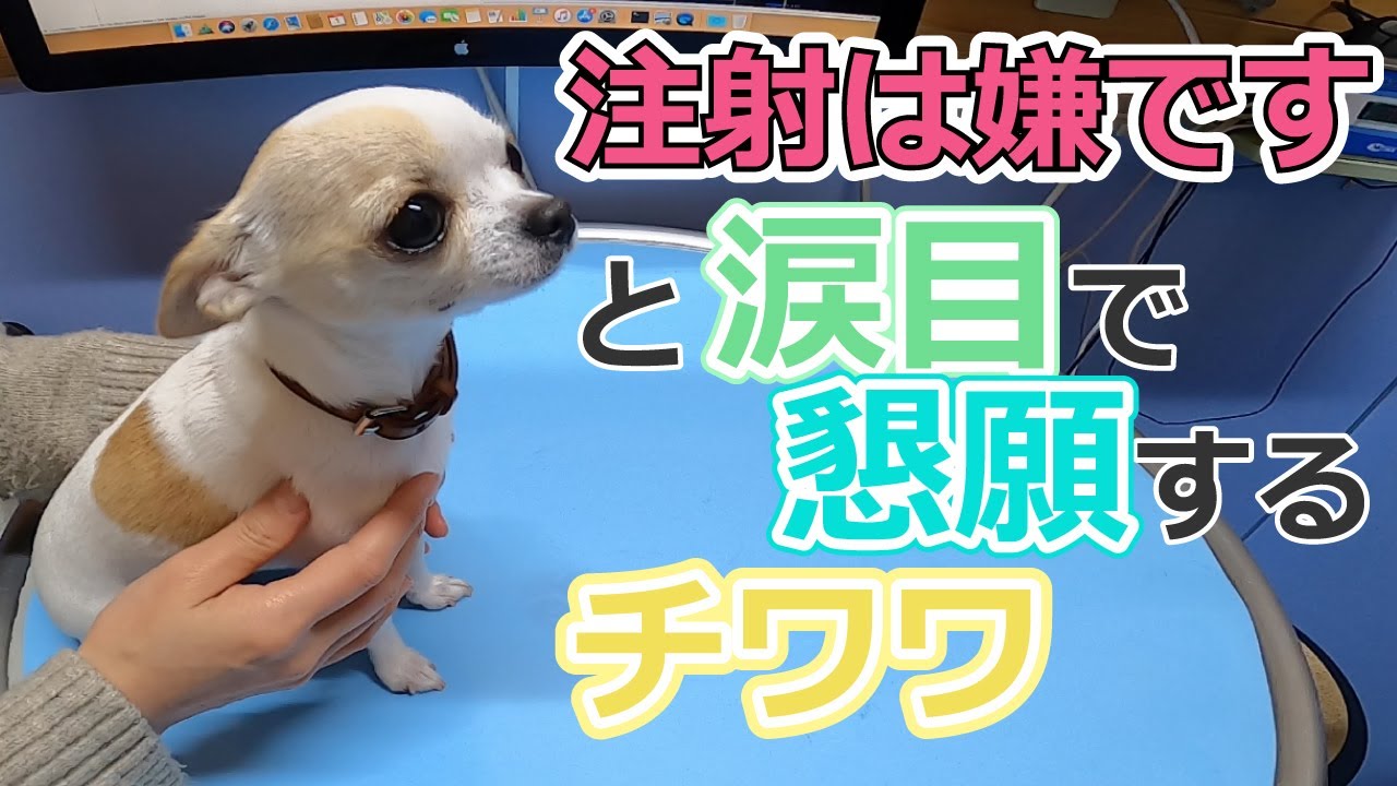 スムースチワワの4つの特徴と性格 可愛さの魅力まで完全解説 株式会社わんこのおもい 小型犬専用日本製高級ドッグフード販売