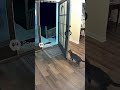 Kitten stops skunk from entering