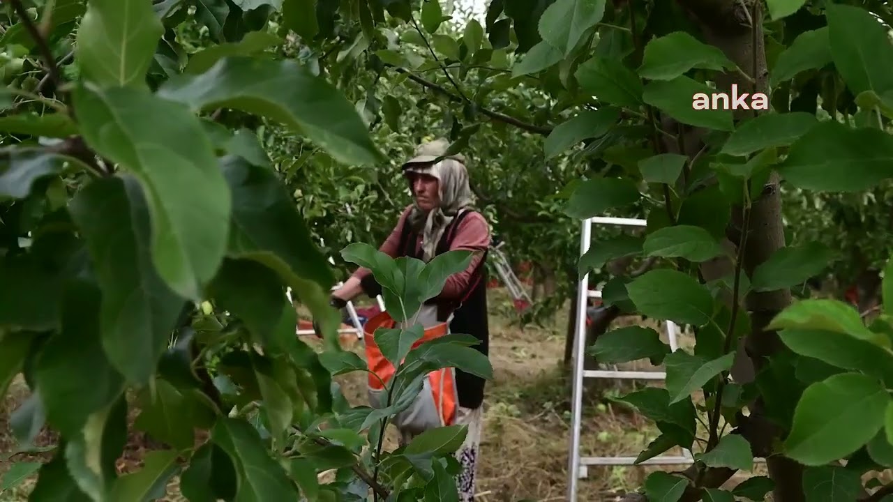 Köylüler tarafından kurulan meyve bahçesi ile göç tersine döndü