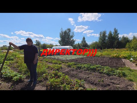 Начальник сказал «Надо!» — вперед, в огород! (Уборка, обрезка кустов, пересадка клубники 🍓)