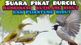 Suara Pikat Burcil  Kombinasi Kutilang Ribut Dan Pijantung Ribut Super Amuh