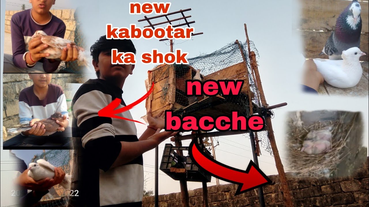 New kabootar breeding#pigeon#vilogpigeon #kabutar#trending #birds#vairalvideo #breedingpair#breeding