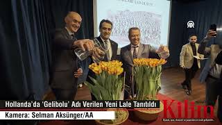 Hollanda’da ‘Gelibolu’ Adı Verilen Yeni Lale Tanıtıldı