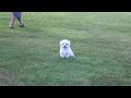 Bichon Frise Puppies For Sale