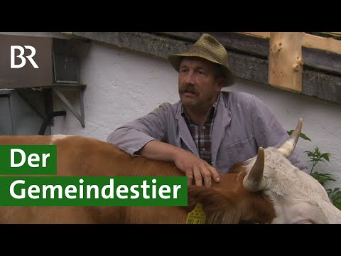 Video: Zucht von Schwarz- und Kitzmops in mehreren Farben