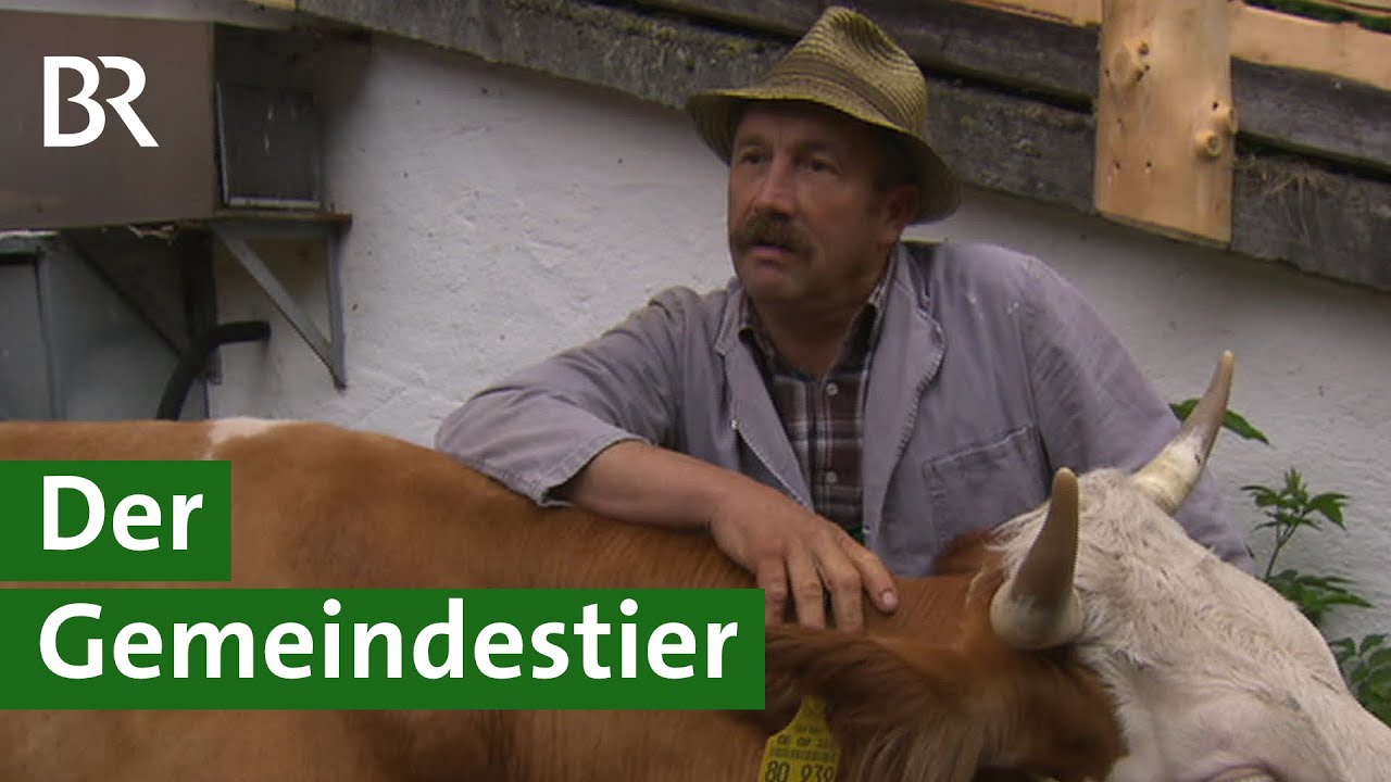 Rarität Gemeindestier: Ein Zuchtbulle für alle Milchkühe im Dorf | Kuh Doku | Unser Land | BR