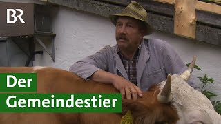 Rarität Gemeindestier Ein Zuchtbulle Für Alle Milchkühe Im Dorf Kuh Doku Unser Land Br