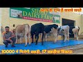 10000 से शुरू हैं आज के दाम। 17 बछड़ीयां बिकाऊ, 30 लीटर दूध। Sidhu Dairy Farm, Bathinda, Punjab