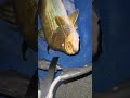 Lake Monduran Barra on the Shads Lures Jointed Boneys March 2026 #barramundi #barra #fishing #lures