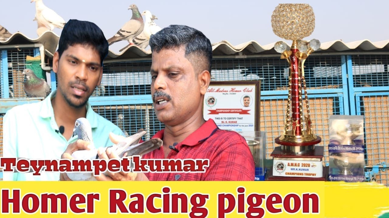 பந்தய ஹோமர் புறா வளர்ப்பு முறை | Racing Homer Pigeon |