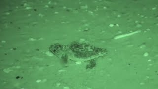 Conservation program monitors North Pinellas County for sea turtle nesting