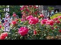 TOKYO. Spring Rose Festival 2019 at Kyu-Furukawa Gardens.#4K #旧古河庭園