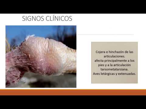 Vídeo: Infecció Per Virus Intestinal (reovirus) En Gossos