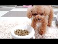 食の細い犬が思わず爆食いしてしまったドッグフードとは？【トイプードルのコロン】