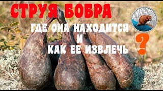 СТРУЯ БОБРА!!! Где она находится и как ее ИЗВЛЕЧЬ !!!