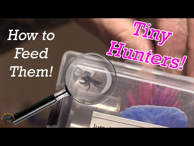 How to Feed and Water Your New Pet Jumping Spider! 🕷 class=