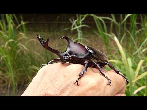 カブトムシのいる公園 - YouTube