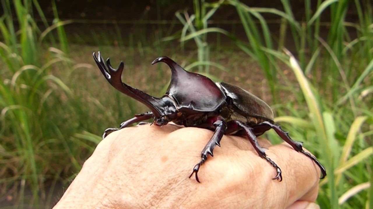 カブトムシ カブトムシのいる公園 - YouTube