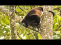 Mantled howler