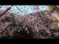 Япония. Сад Синдзюку - февраль, начало весны в Лунный Новый год