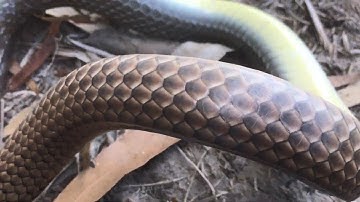 #BẫyRắnĐồngTháp #Tập74 Bẩy Rắn | Giăng Lưới Rắn Ngoài Ruộng dính Rắn Hổ Lãi Hổ Hành quá đã