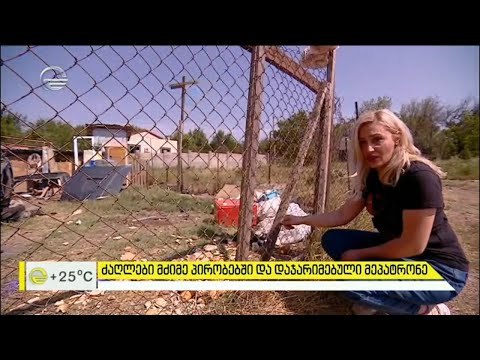 ძაღლები მძიმე პირობებში და დაჯარიმებული მეპატრონე