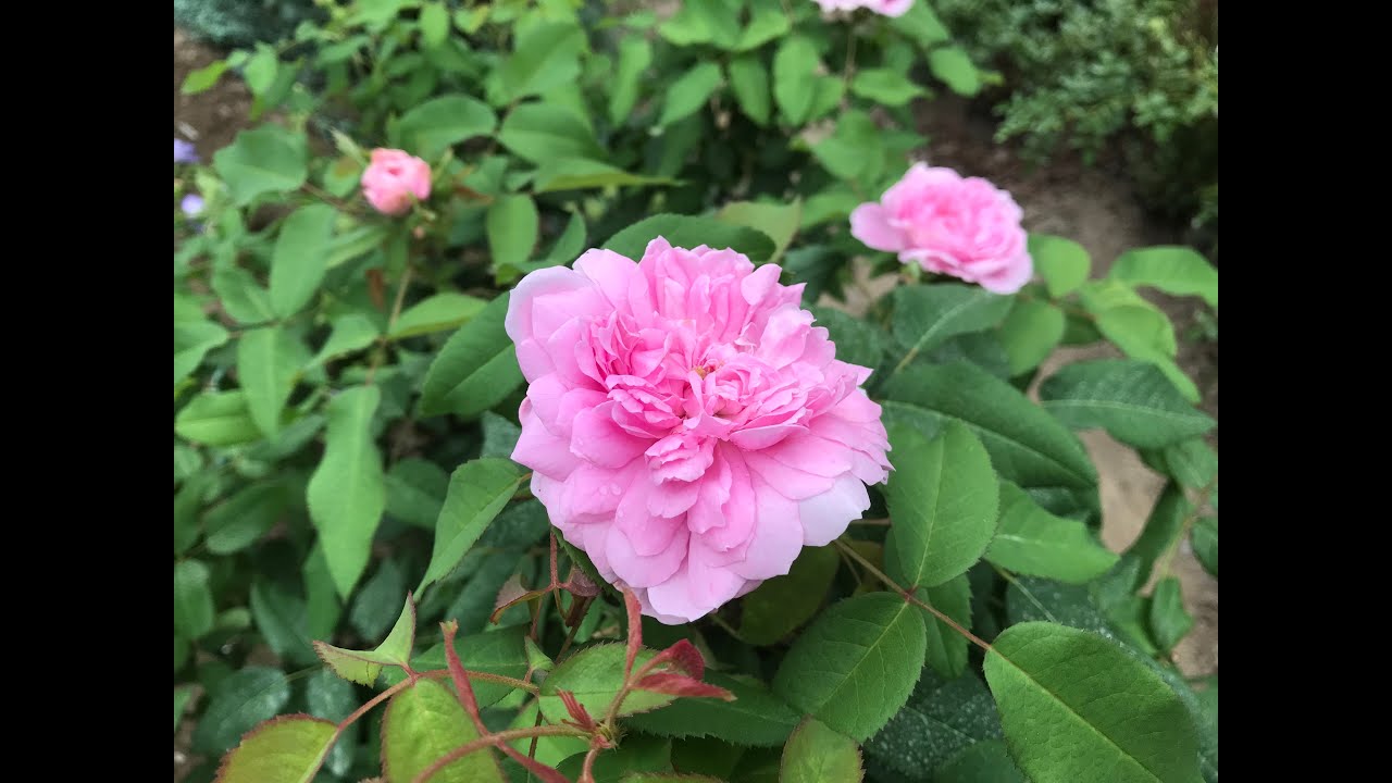 バラ マイクテスト Youtube